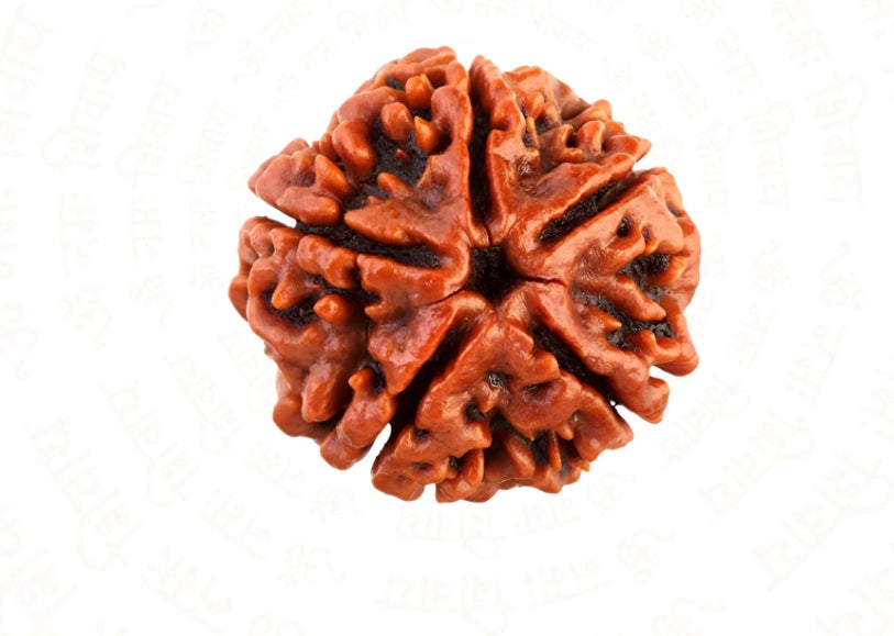 ✨ Panchmukhi Rudraksha Mala – 5-Faced Blessings for Wealth & Prosperity ✨
